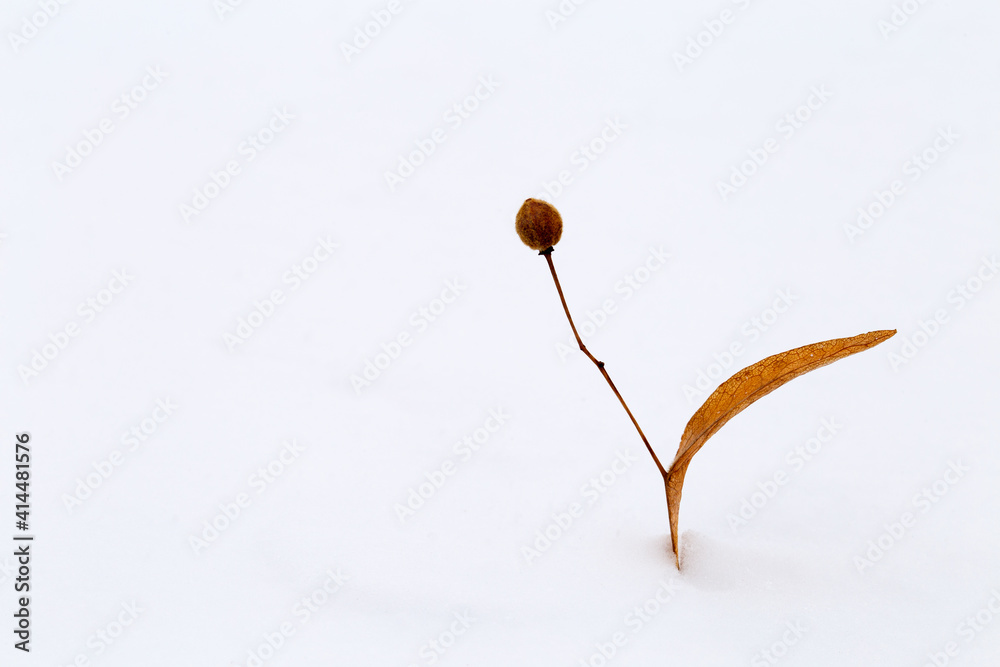 Dry linden leaf lies in the snow on ice, winter background, close-up Dry linden leaf lies in the snow on ice, winter background, close-up