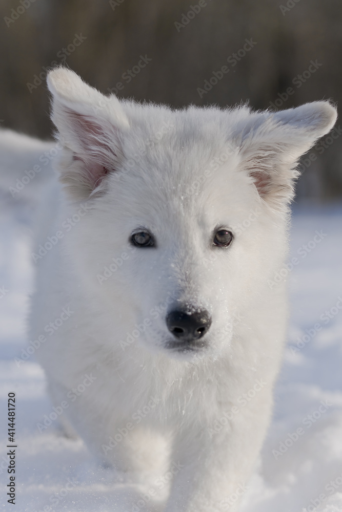 white swiss shepherd dog in snow