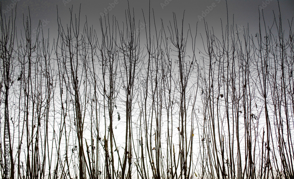 bushes In winter season - dark sky, black and white photo
bushes In winter season - dark sky, black and white photo