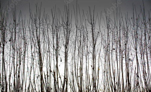 bushes In winter season - dark sky, black and white photo 