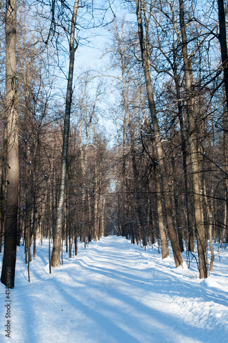 Winter panoramic view of the park alley with tall trees. Sunny clear day.