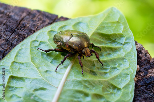 Valokuvatapetti The metallic green coloration of the rose chafer is created structurally