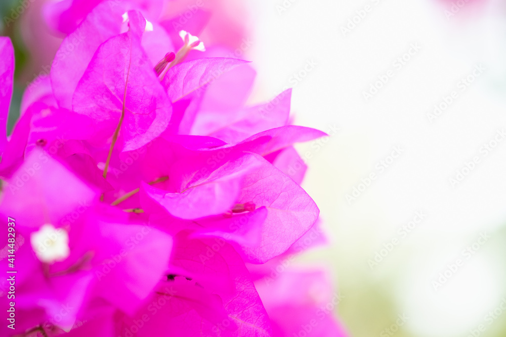 Concept nature view of pink leaf on blurred greenery background in garden and sunlight with copy space using as background natural green plants landscape, ecology, fresh wallpaper.