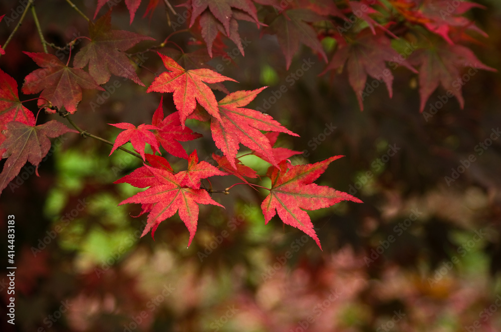 Red Acer leaves in autumn against blurred foliage background Red Acer leaves in autumn against blurred foliage background