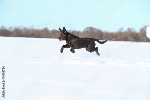 Junger brauner Labrador spielt im Schnee