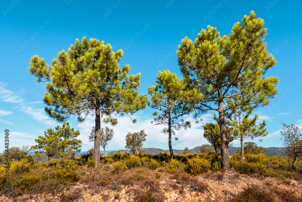 pine trees in Mediterranean scrubland on a sunny day