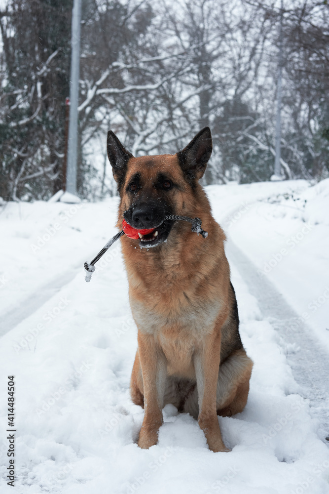 Walk in winter outdoors with dog and its favorite toy. Red-haired German Shepherd sits on rural road in fresh white snow and nibbles orange ball on string.