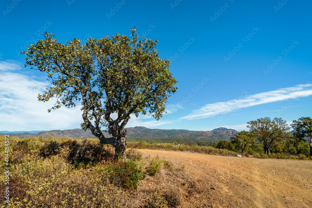 hiking trail in Mediterranean scrubland hiking trail in Mediterranean scrubland