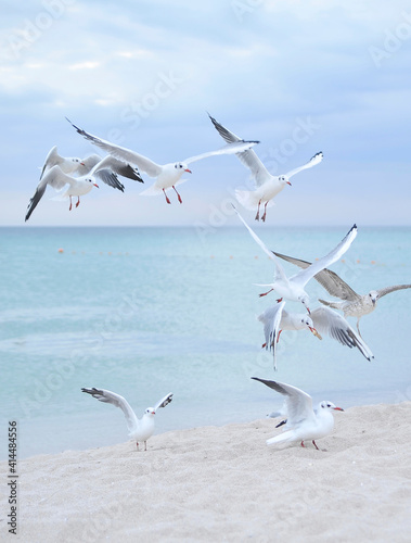 Seagulls on blue sky background. © Alona