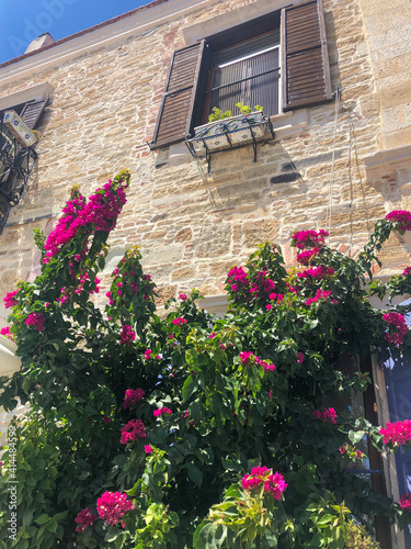 bougainvillea flowers in front of the stone house