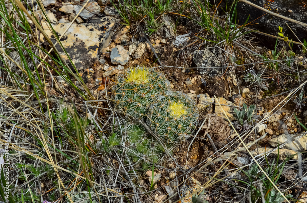 Blooming yellow flowers cactus Escobaria sp. in the north of Utah, US Blooming yellow flowers cactus Escobaria sp. in the north of Utah, US