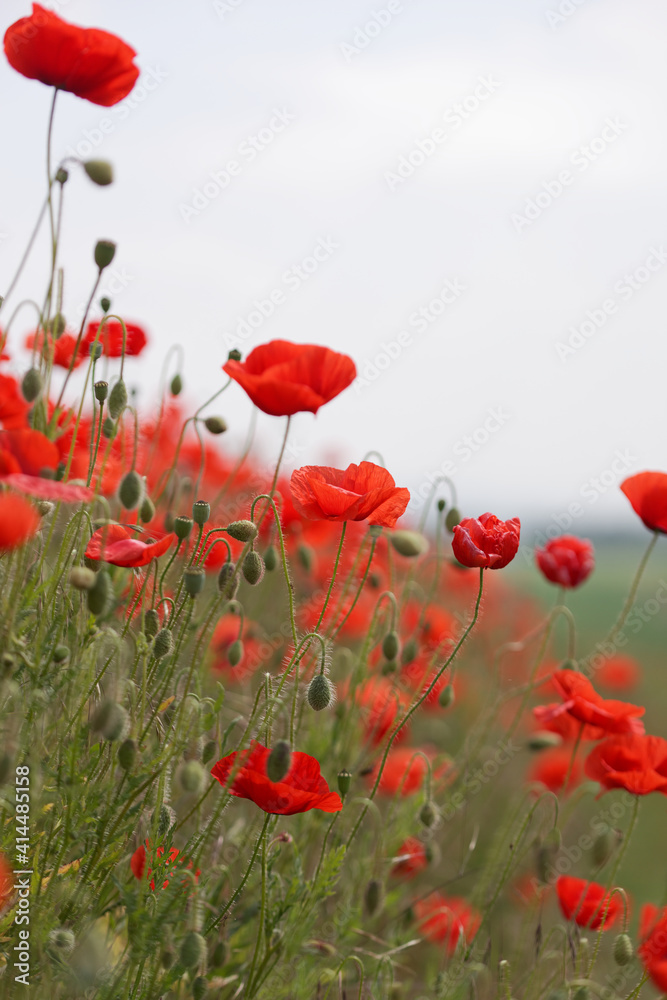 Obraz premium Klatschmohn