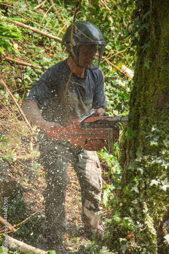 Removal of condemned chestnut tree photo