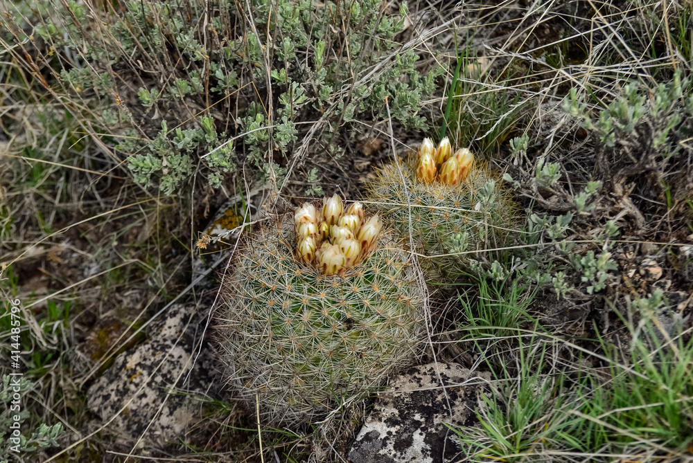 Blooming yellow flowers cactus Escobaria sp. in the north of Utah, US Blooming yellow flowers cactus Escobaria sp. in the north of Utah, US