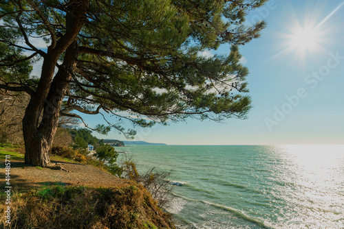 Pine tree on the Black Sea coast. © Svetlana Rey