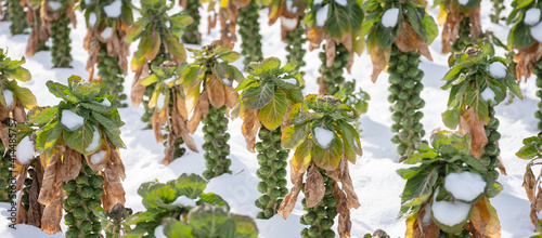 Photos brussels sprouts in winter field with snow