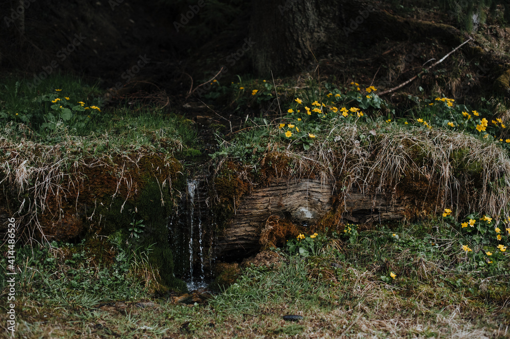 small waterfall, a trickle among moss and yellow spring flowers in the forest small waterfall, a trickle among moss and yellow spring flowers in the forest