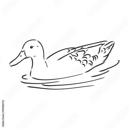 Hand drawn duck animal vector illustration. Sketch isolated on white background with pencil and label banner. duck, vector sketch on a white background