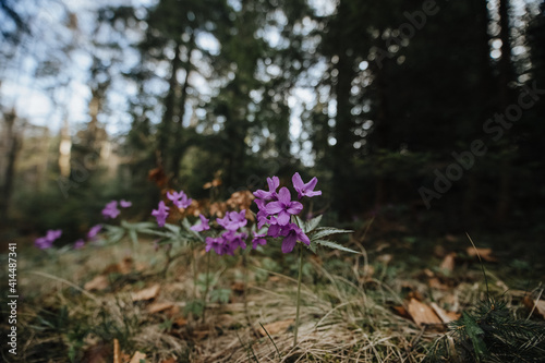 spring forest  wildflowers close up