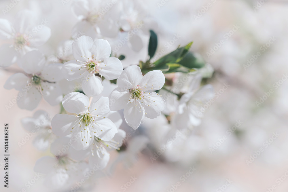 Blooming tree branch close up in a sunny day. Spring nature concept. Selective focus