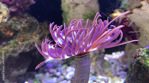 Ein Röhrenwurm, Kalkröhrenwurm im Aquarium photo