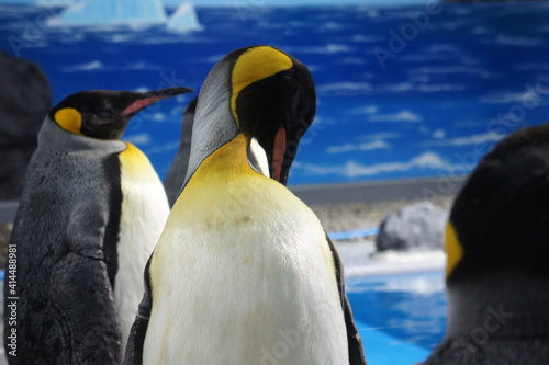 オウサマペンギン（越前松島水族館にて　福井県　坂井市　三国町） photo