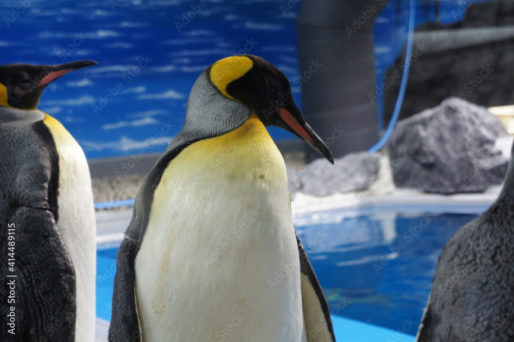 Fototapeta premium オウサマペンギン（越前松島水族館にて 福井県 坂井市 三国町）