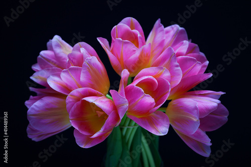 lovely pink tulips on black background