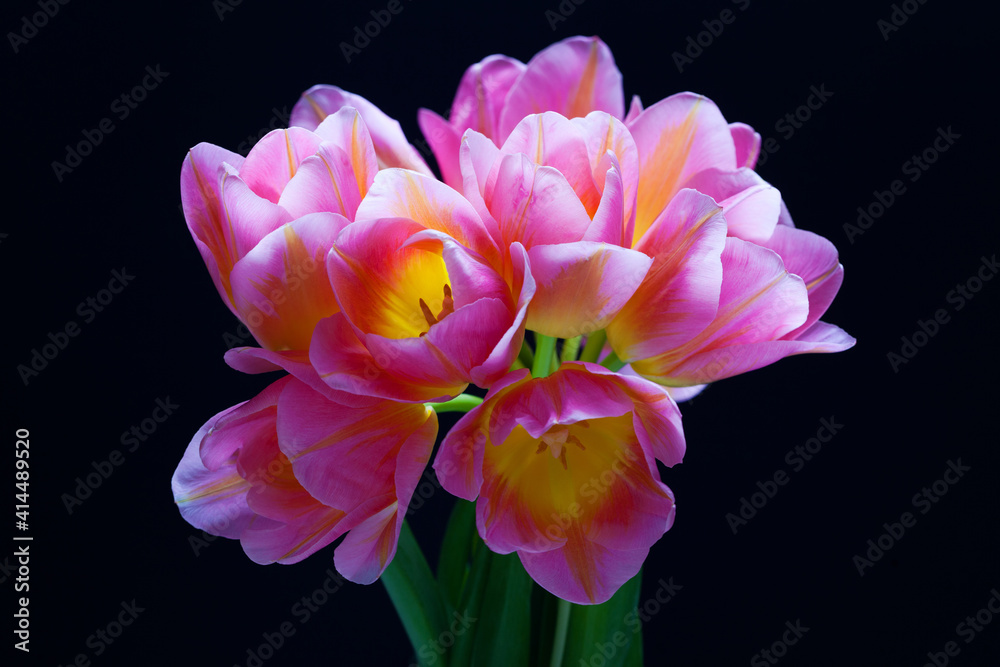 Fototapeta premium lovely pink tulips on black background