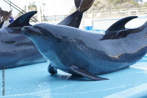 バンドウイルカ（越前松島水族館にて　福井県　坂井市　三国町） photo