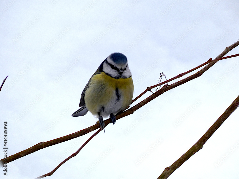 Fototapeta premium Blaumeise auf einem Zweig