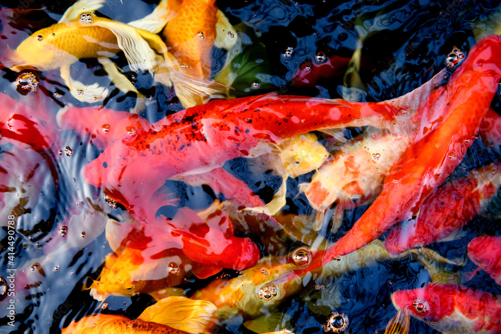Abstract Blurred background of fancy Carp fish pond