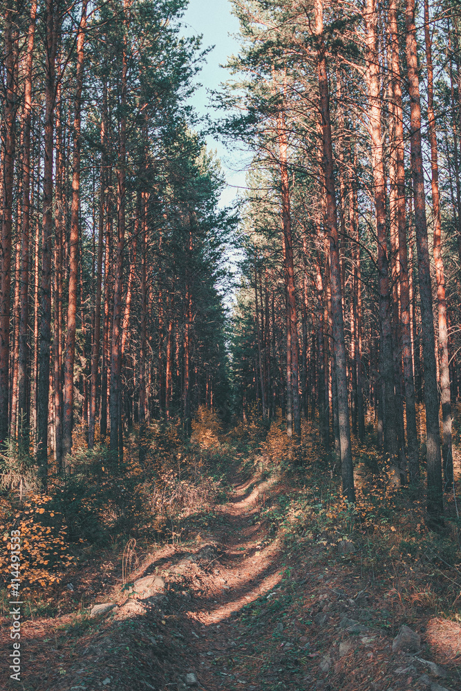 autumn forest in the morning autumn forest in the morning