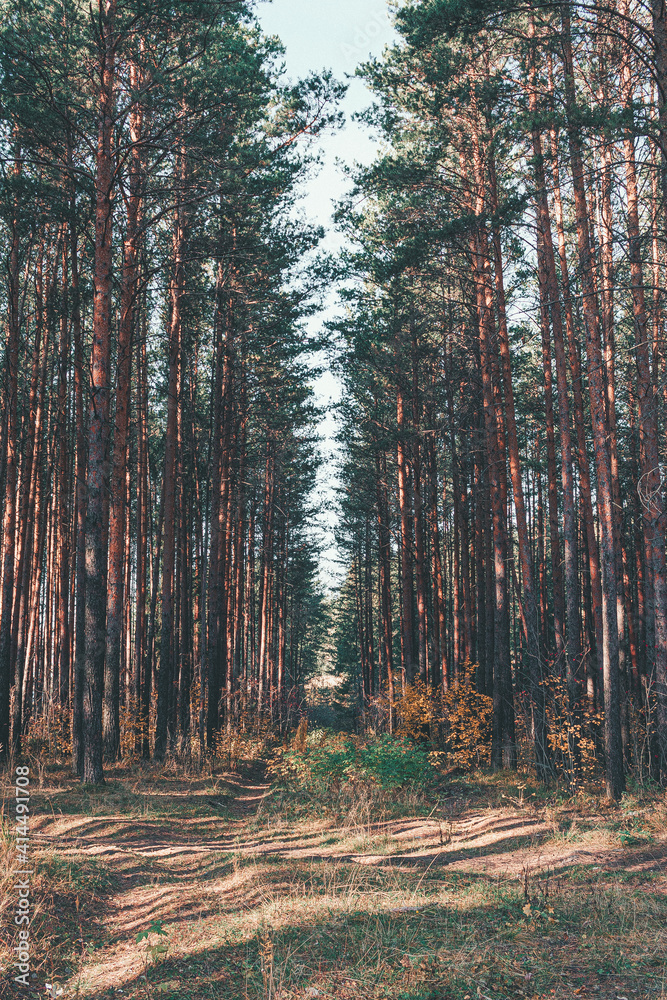 Obraz premium forest in the morning