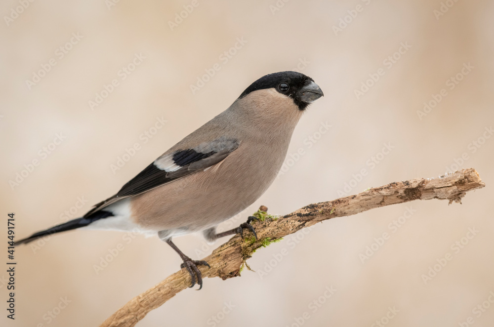 Eurasian bullfinch female ( Pyrrhula pyrrhula ) Eurasian bullfinch female ( Pyrrhula pyrrhula )