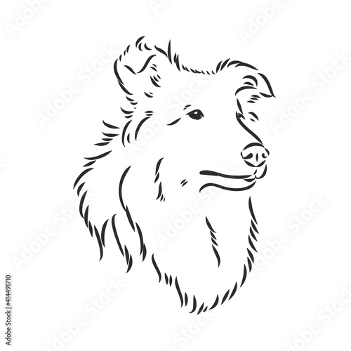 Wallpaper Mural Dog Rough Collie isolated on White background. Vector illustration. collie, vector sketch on a white background Torontodigital.ca