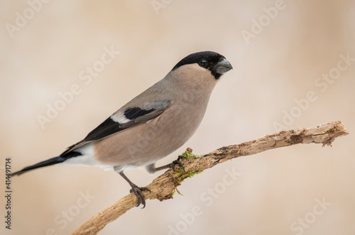 Eurasian bullfinch female ( Pyrrhula pyrrhula ) © Piotr Krzeslak