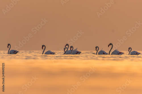 Flamingos during the sunrise.