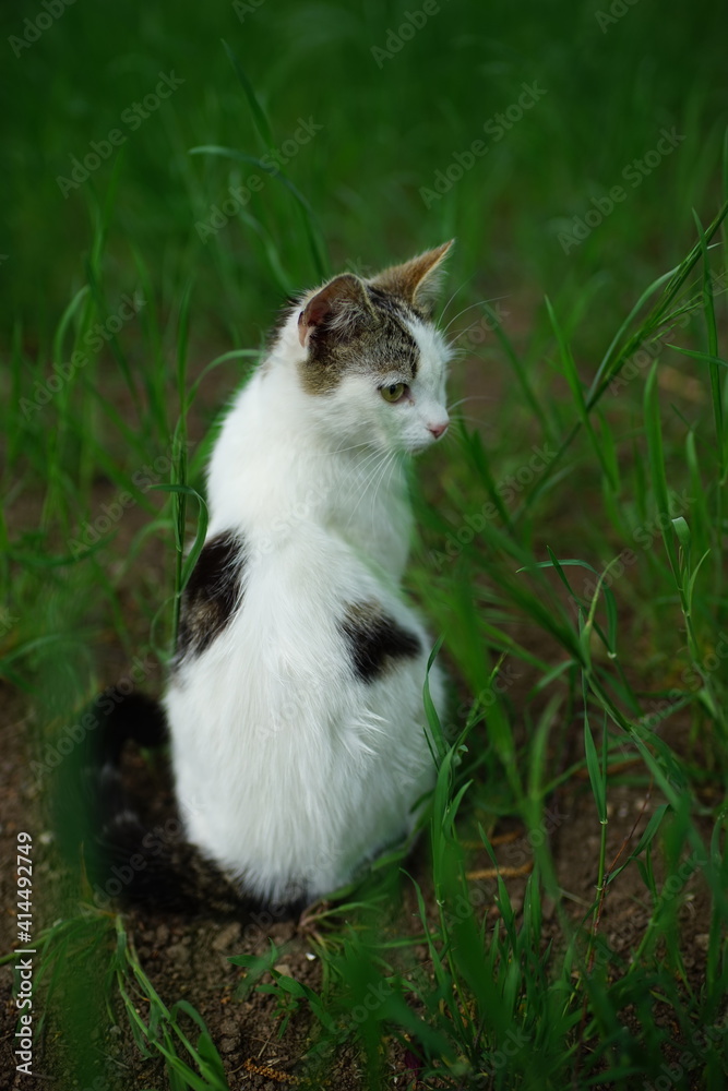 White spotted cat sitting on the green grass in summer garden. B White spotted cat sitting on the green grass in summer garden. B