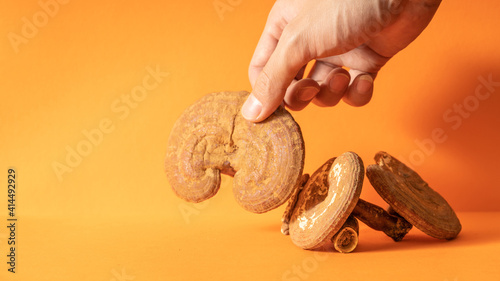 Multiple Chinese herbal medicines Ganoderma lucidum on solid background photo