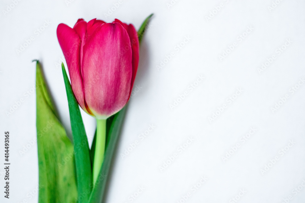 Pink tulip with green leaves on a white background Pink tulip with green leaves on a white background