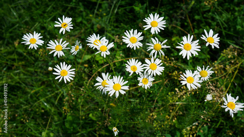 White daisies in the green grass in the sunny day