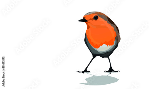 Robin. Vector image. White background.
