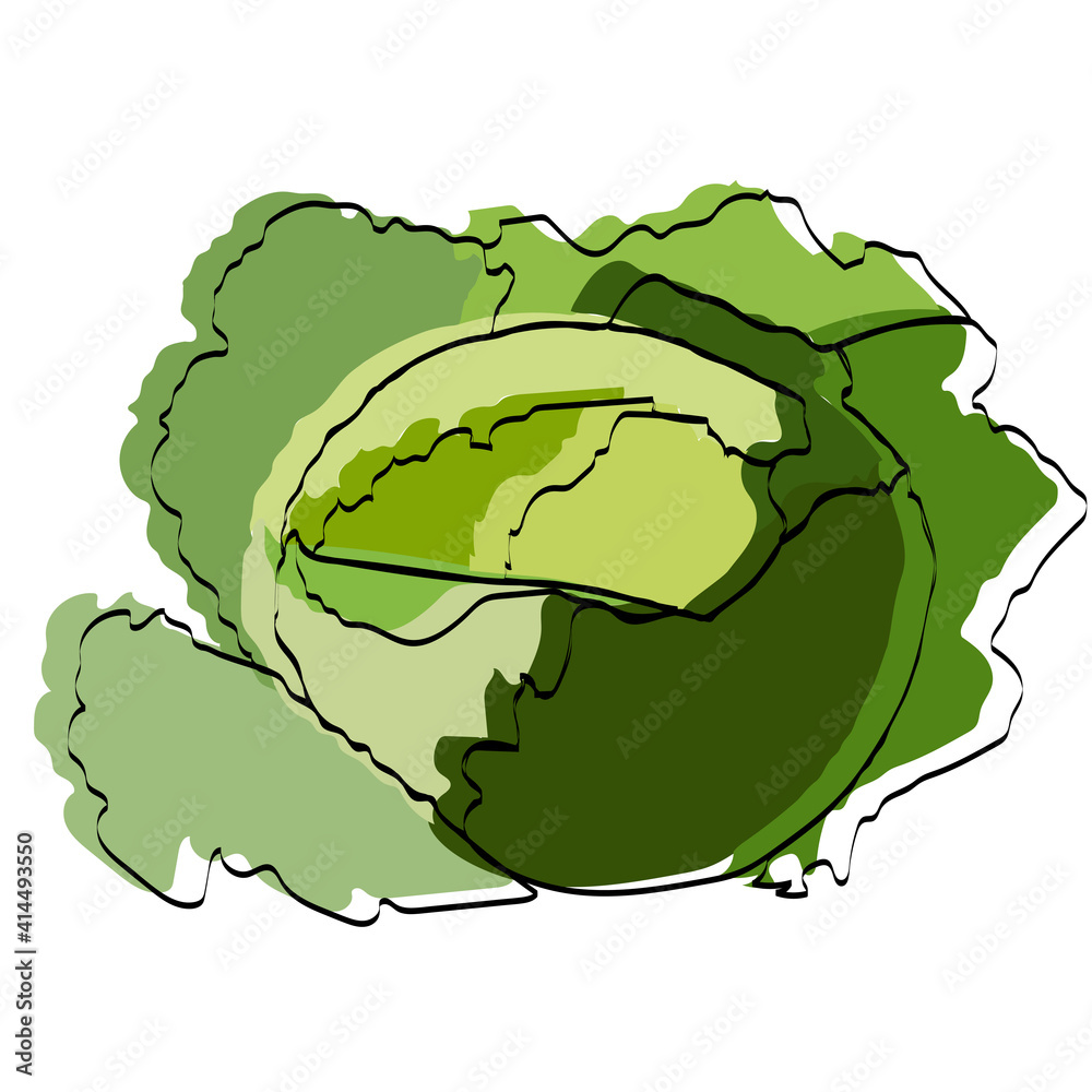 Silhouette of a vegetable. Cabbage. Vector illustration. Silhouette of a vegetable. Cabbage. Vector illustration.