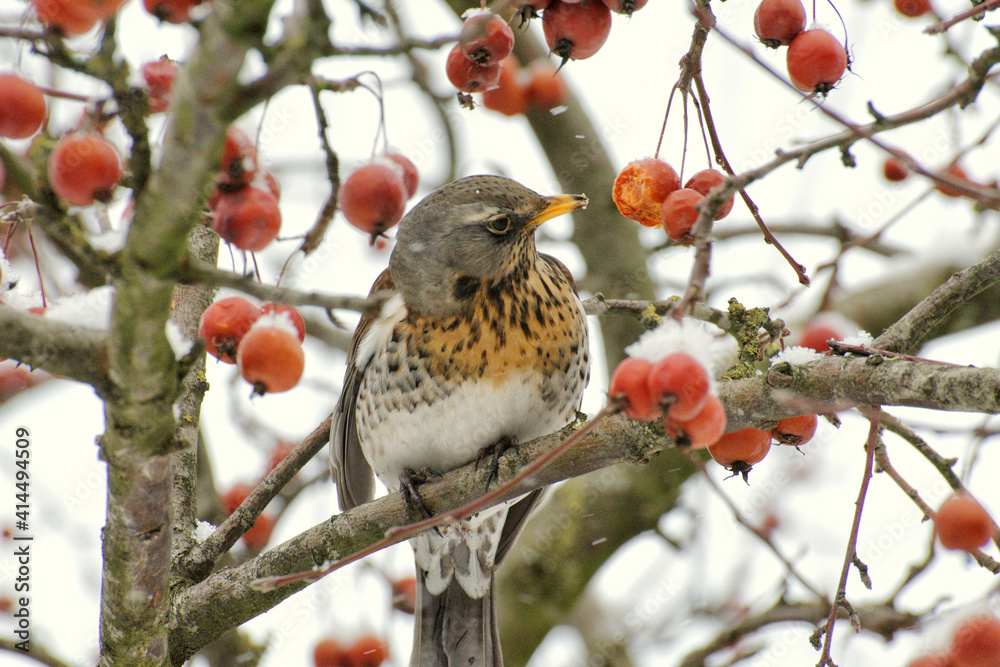 Bird Thrush who loves to eat mountain ash.