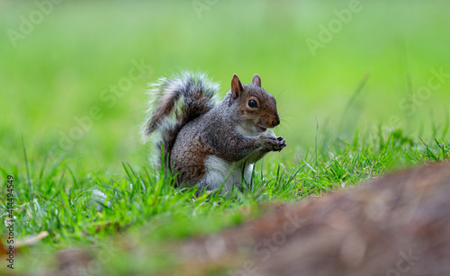 Cute squirrel sitting and eating in green grass
