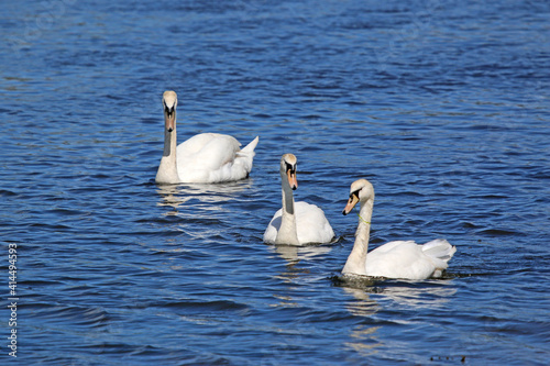 Swans on the River Teign 
