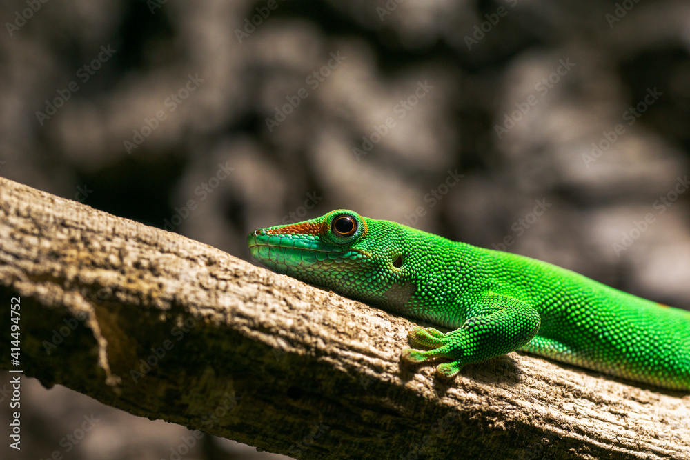 close up macro of green lizard on a branch close up macro of green lizard on a branch