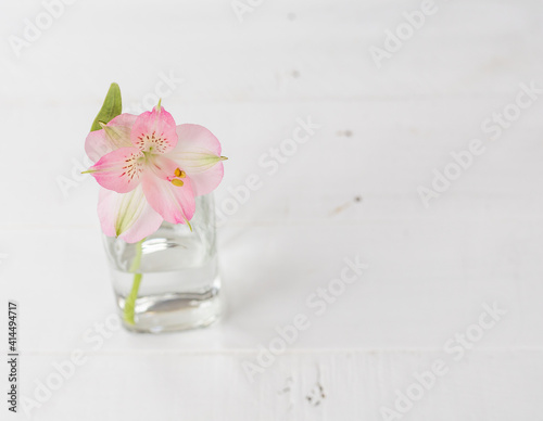 Beautiful pink flower in clear vase on white wooden background