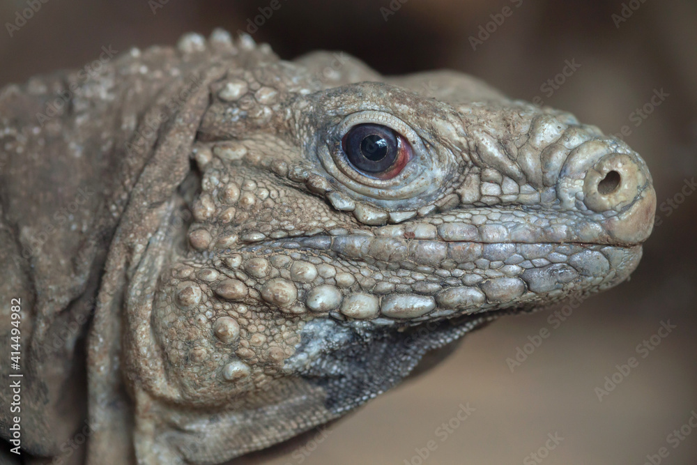Cuban rock iguana (Cyclura nubila) Cuban rock iguana (Cyclura nubila)